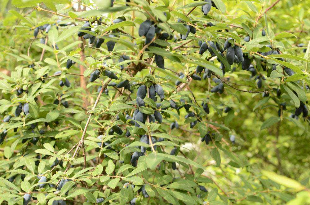 lonicera kamtschatica zojka Baie de mai 'Armur'