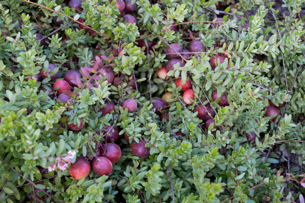 Cranberry - Canneberge Pilgrim - Vente en ligne de plants de Cranberry -  Canneberge Pilgrim pas cher