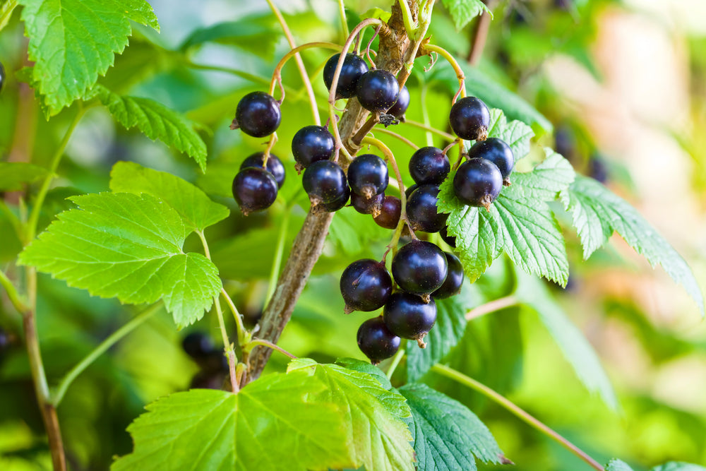 6 Plants De Cassissier Ribes Nigrum Titania - Cassis Résistant Au Froid - Pot 9 Cm - Plante Fruitière Pour Jardin Ou Balcon - 2