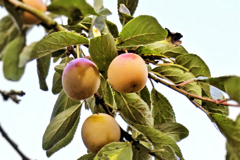 Prunier 'Sainte-Catherine' basse-tige - Prunus domestica