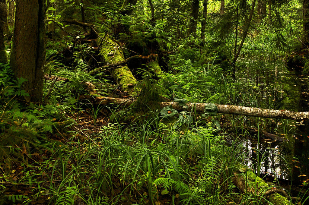 L'importance des forêts primaires pour notre planète
