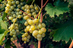 L’histoire des vignes interdites en France