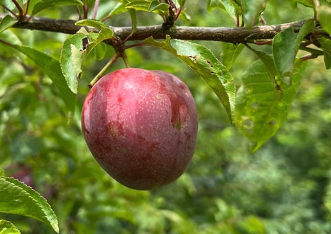 Pluot