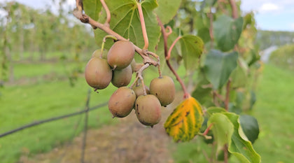 Kiwaï