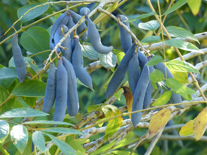Arbre aux haricots bleus