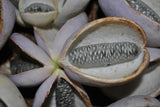 Akébie à cinq feuilles - Akebia quinata