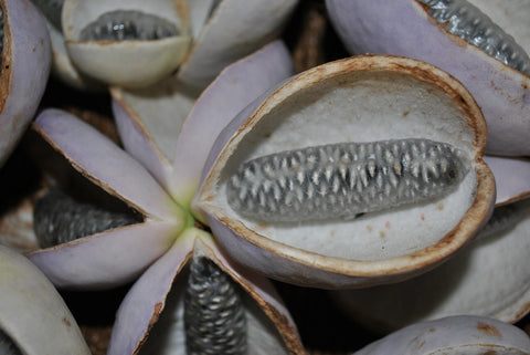 Akébie à cinq feuilles - Akebia quinata