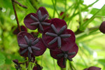 Akébie à cinq feuilles - Akebia quinata