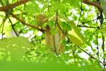 Akébie à cinq feuilles 'Alba' - Akebia quinata