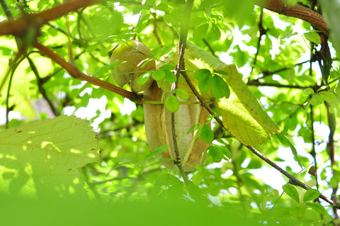 Akébie à cinq feuilles 'Alba' - Akebia quinata