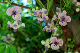 Akébie à cinq feuilles 'Alba' - Akebia quinata