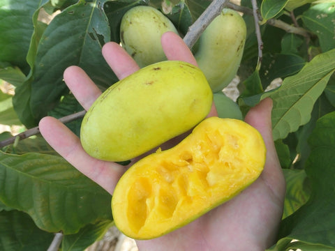 Asiminier 'KSU-Benson' - Asimina Triloba