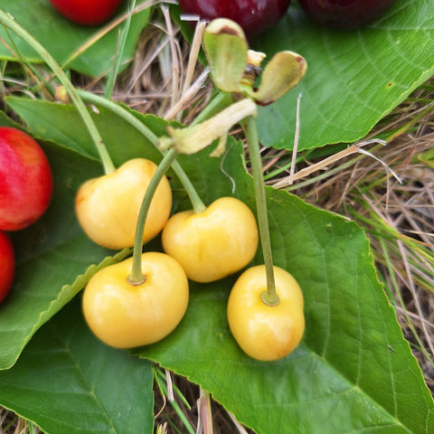 Cerisier 'Bigarreau Blanc' - Prunus cerasus
