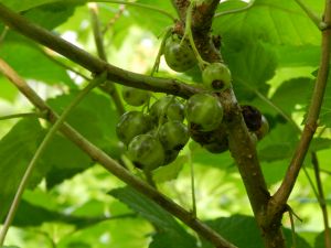 Cassissier 'Ojeblanc' - Ribes nigrum