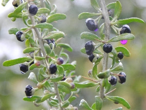 Goji noir - Lycium ruthenicum