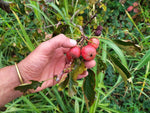 Aubépine ‘Big Ball’ - Crataegus pinnatifida