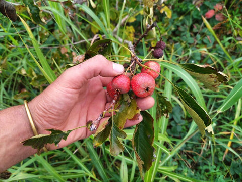 Aubépine ‘Big Ball’ - Crataegus pinnatifida