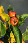 Aubépine hybride - Crataemespilus grandiflora