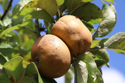 Pommier 'Patte de Loup' - Malus domestica