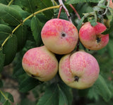 Cormier 'Bovender Nordlicht' - Sorbus domestica