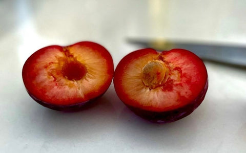 Pluot 'Globus' - Prunus salicina x armeniaca