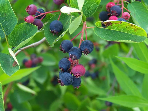 Amélanchier de Lamarck - Amelanchier lamarckii