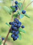 Amélanchier 'Honeywood' - Amelanchier alnifolia