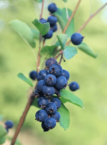 Amélanchier 'Honeywood' - Amelanchier alnifolia
