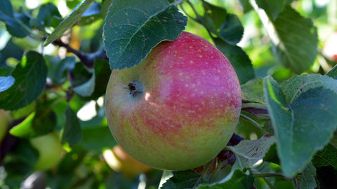 Pommier 'Belle et Bonne' - Malus domestica