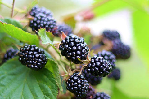 Mûrier sans épines 'Triple Crown' - Rubus fruticosus