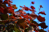 Noisetier 'Rouge de Zeller' - Corylus avellana