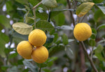 Citronnier hybride - Yuzumelo (Yuzu x Citrumelo)