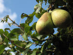 Poirier 'Comtesse de Paris' - Pyrus communis