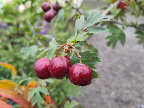 Aubépine à gros fruits - Crataegus schraderiana