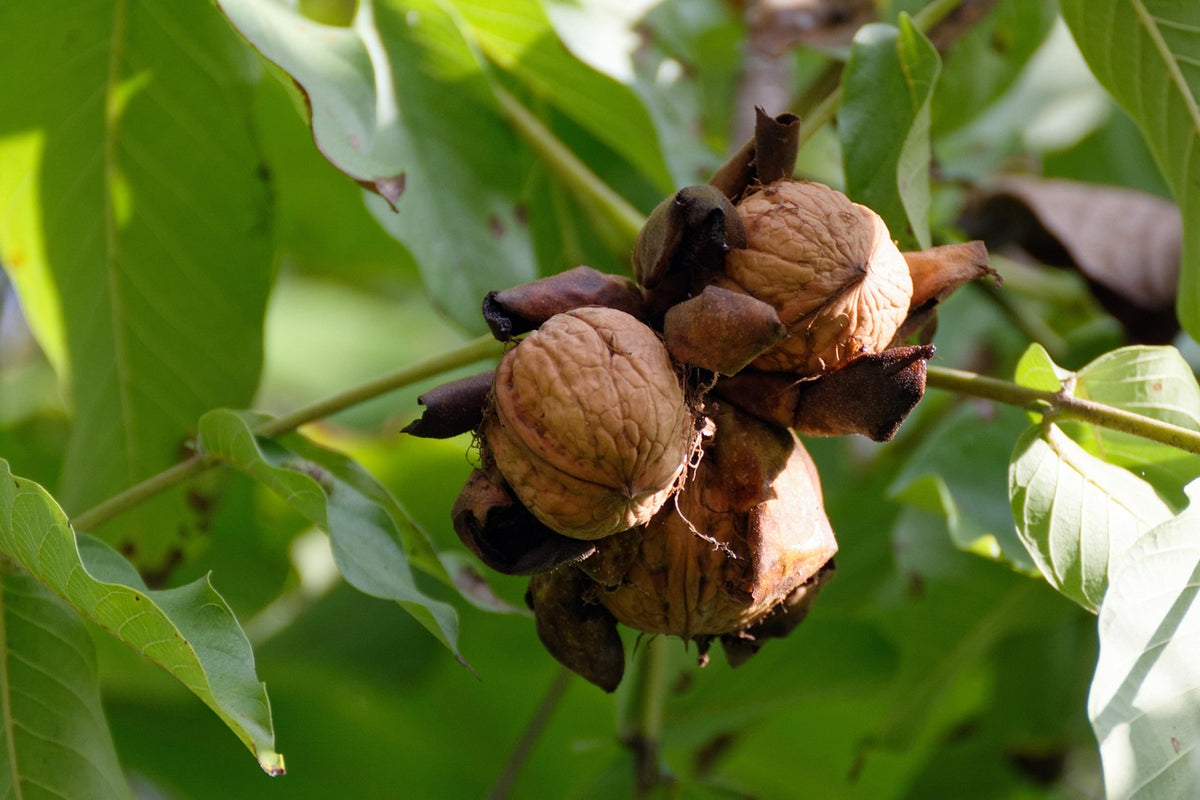 Noyer 'Fernette' - Juglans regia – arbustefruitier.com