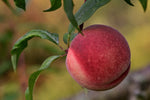 Pêcher 'Fertile de Septembre' - Prunus persica