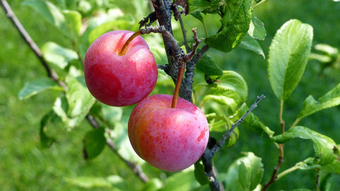 Prunier 'Bubble Gum' - Prunus americana x salicina