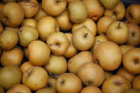 Pommier 'Reinette Wibrin ' - Malus domestica