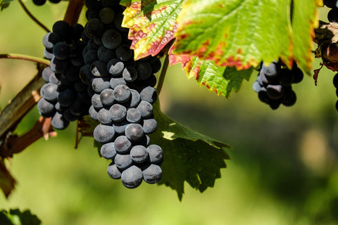 Vigne 'Zilga' - Vitis amurensis × Vitis vinifera