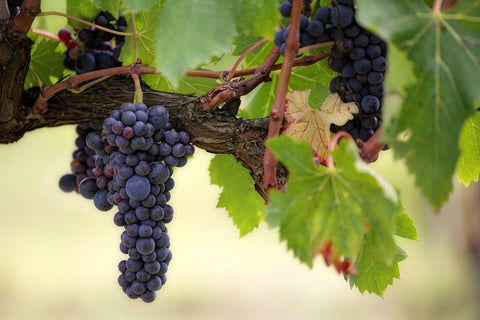 Vigne 'New York Muskat' - Vitis vinifera