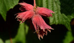 Noisetier 'Rouge de Zeller' - Corylus avellana