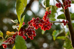 Chalef d'automne 'Hidden Springs'- Elaeagnus umbellata