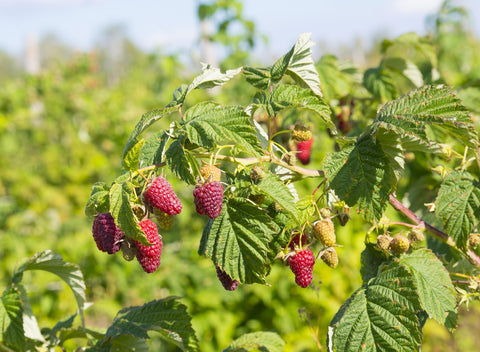 Mûroise 'Loganberry'- Rubus x loganobaccus