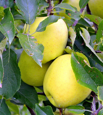 Pommier 'Madame Colard' - Malus domestica