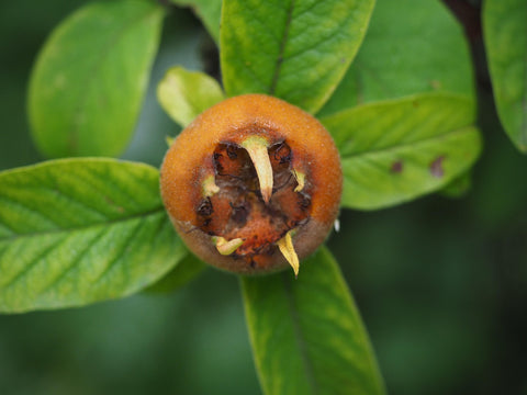 Néflier 'Royal' - Mespilus germanica