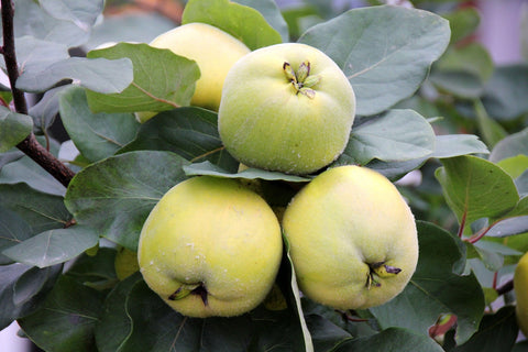 Cognassier 'Limon Ayvasi' - Cydonia oblonga
