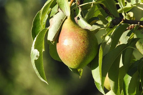 Poirier 'Légipont' - Pyrus communis