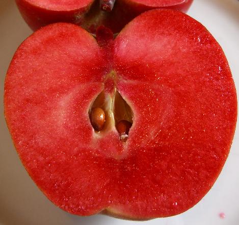Pommier 'Pomme-framboise du Jura' - Malus domestica