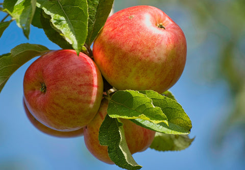 Pommier 'Reine des Reinettes' - Malus domestica