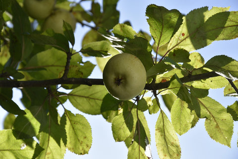 Pommier 'Reinette Cul Creux' - Malus domestica